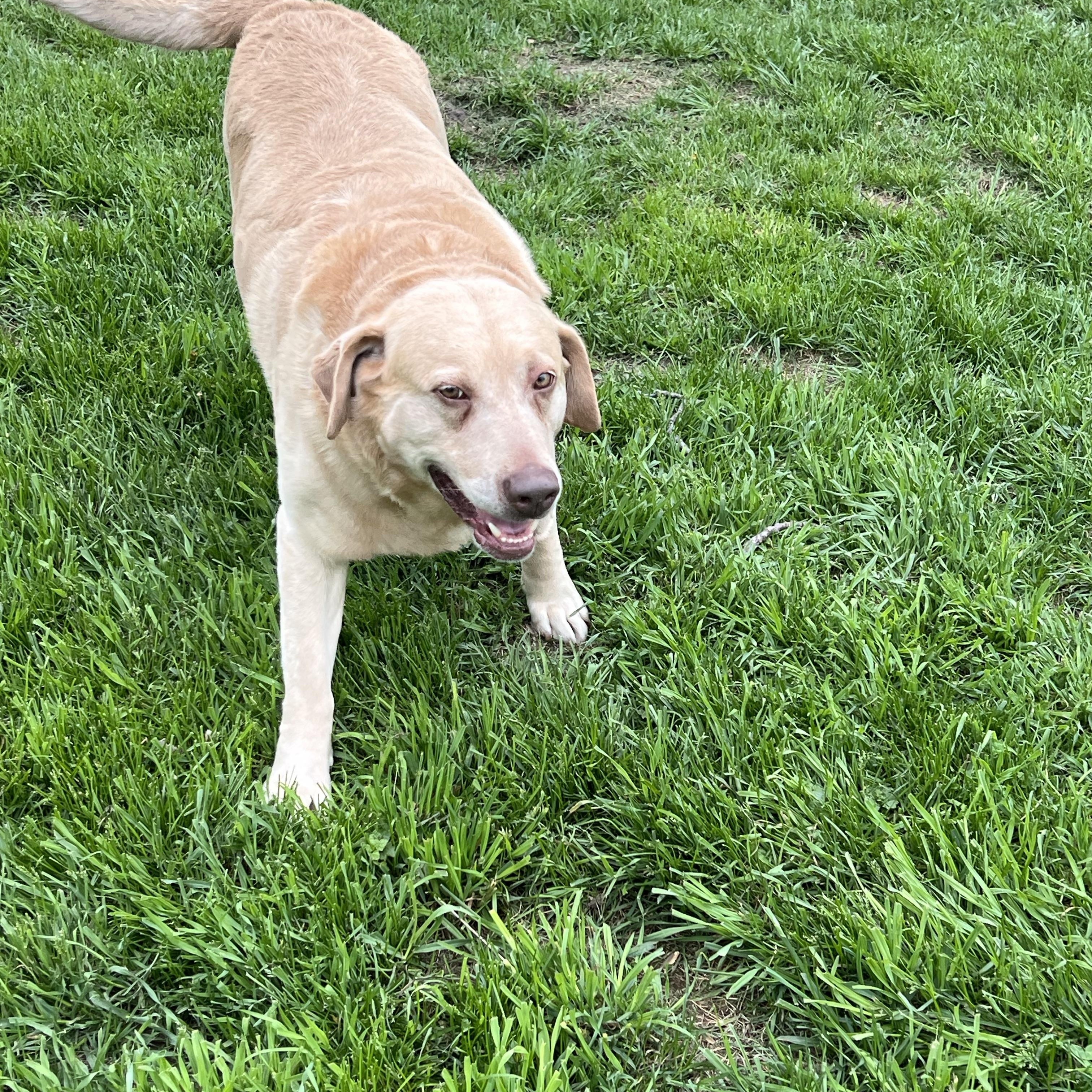 Enlarge Andy, a Adopted Yellow Labrador Retriever in Eaton Rapids, MI image 5/5