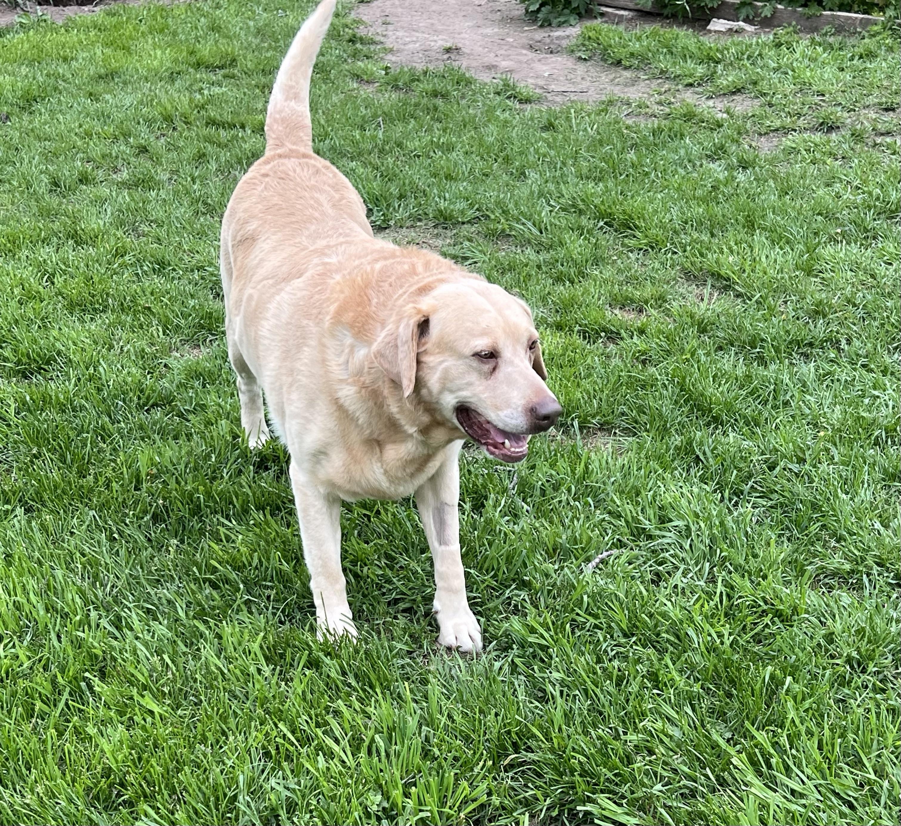 Enlarge Andy, a Adopted Yellow Labrador Retriever in Eaton Rapids, MI image 2/5