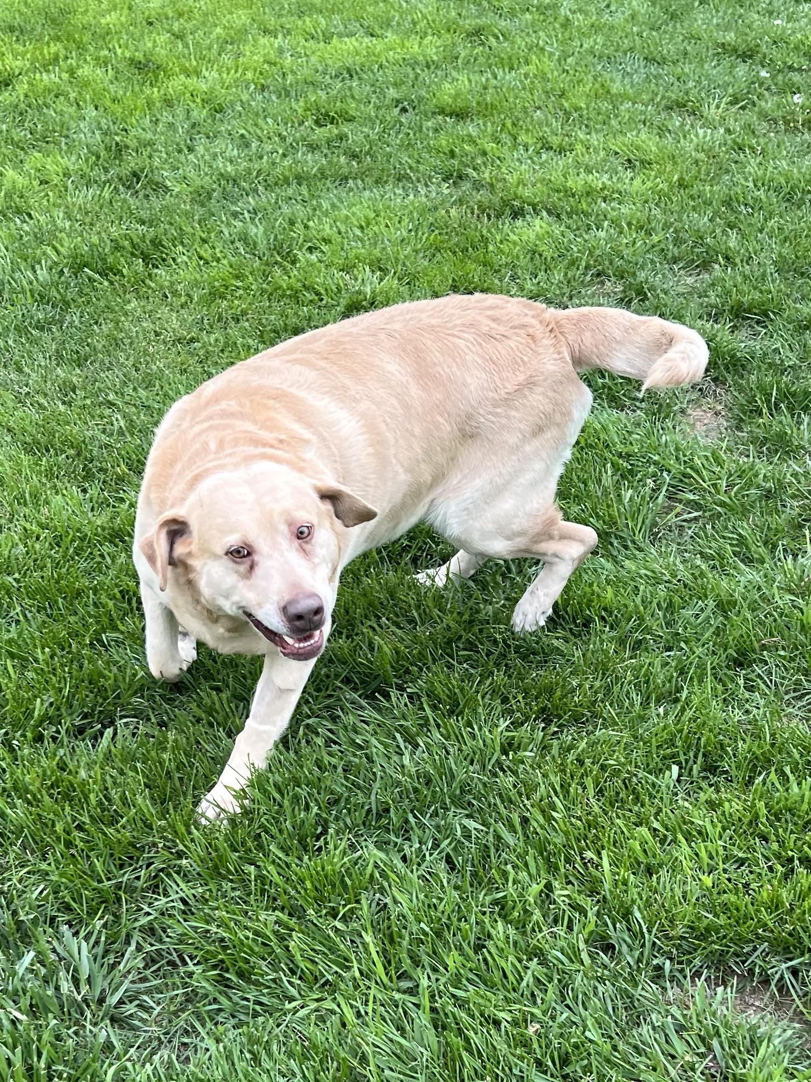 Enlarge Andy, a Adopted Yellow Labrador Retriever in Eaton Rapids, MI image 3/5