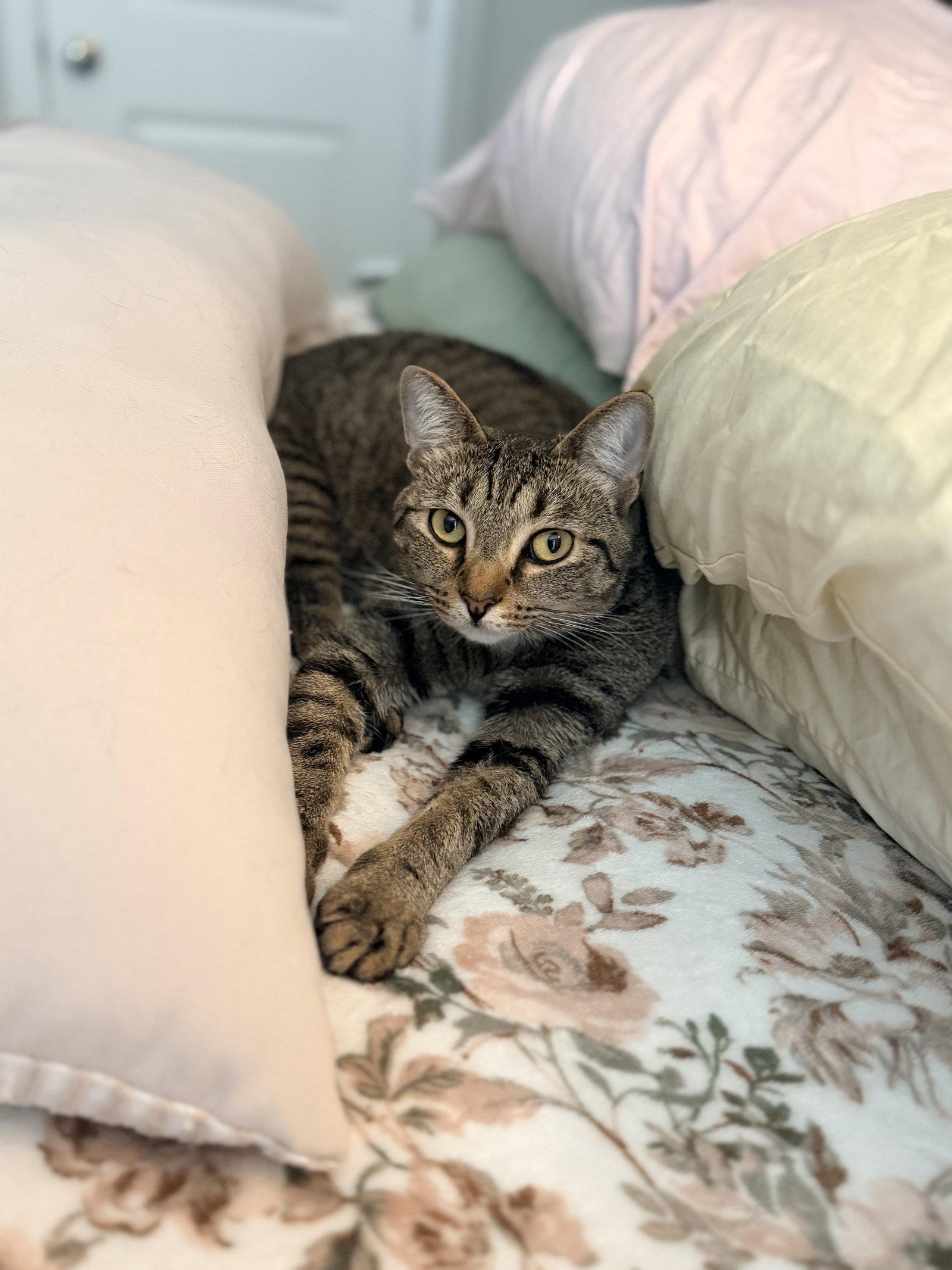 Enlarge Mayday, a Adopted Tabby in Camden, SC image 1/3