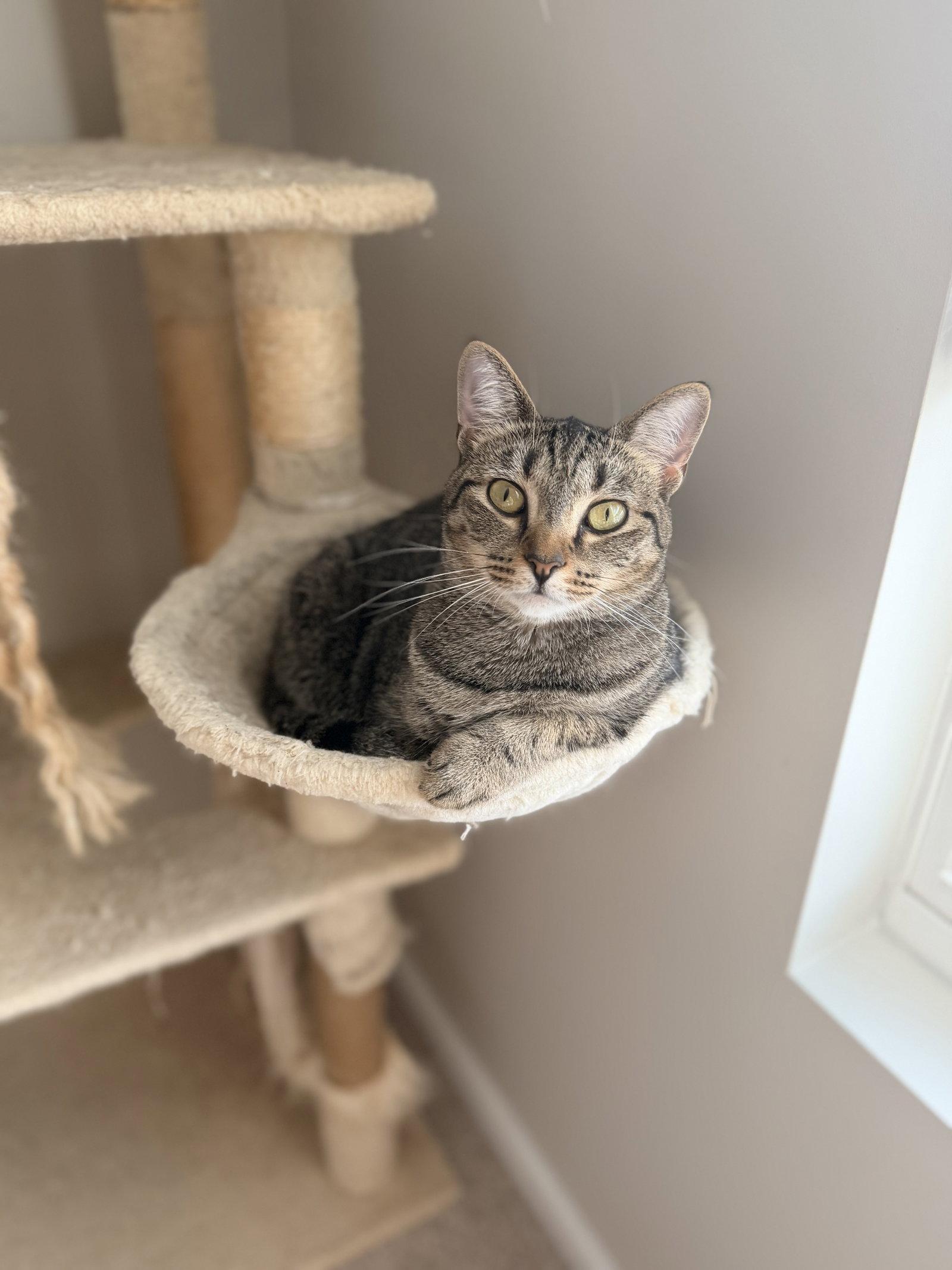 Enlarge Mayday, a Adopted Tabby in Camden, SC image 2/3