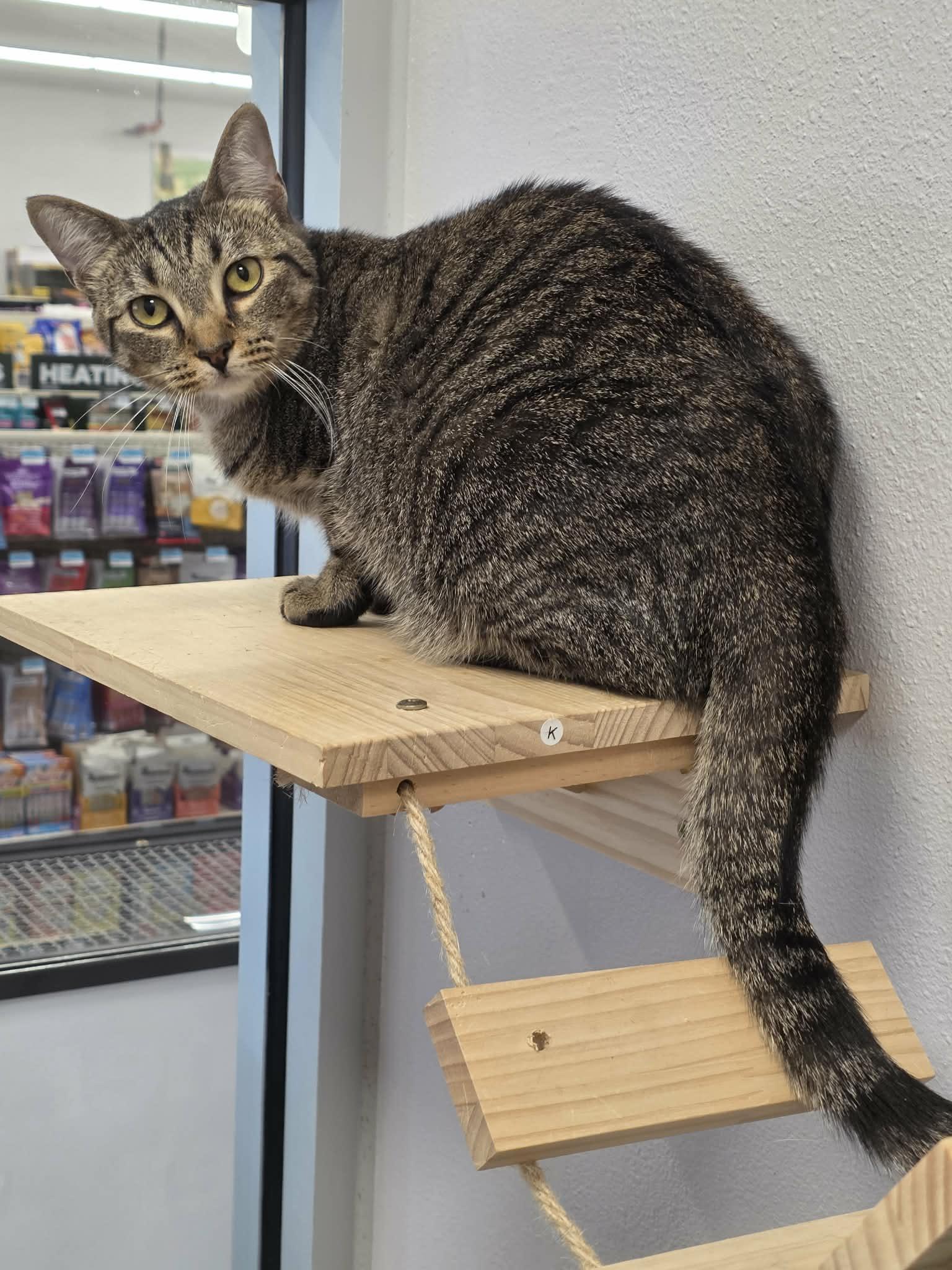 Enlarge Mayday, a Adopted Tabby in Camden, SC image 3/3