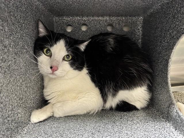 MR. TUXEDO IN THE BARN, Adoptable, Adult Male Domestic Short Hair.