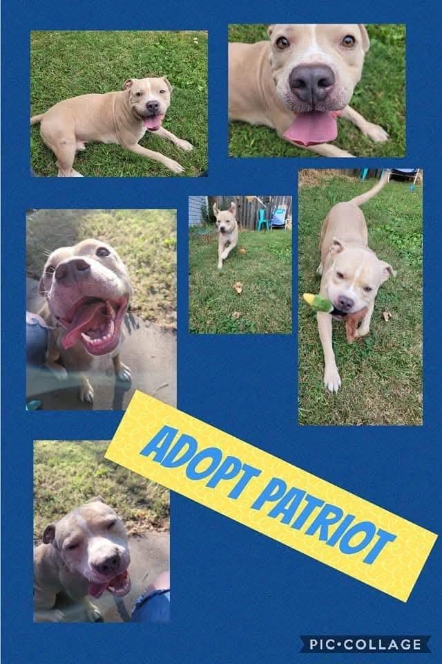 Enlarge Patriot CL, a Adoptable mixed breed in Kansas City, MO image 1/1