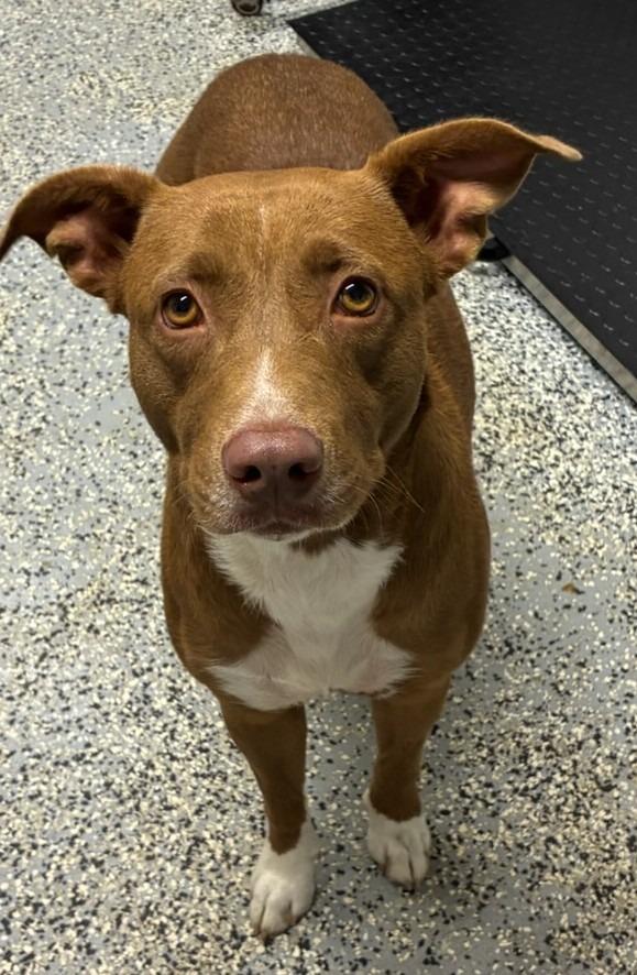 Shay, Adoptable, Adult Female Pit Bull Terrier & Mixed Breed.