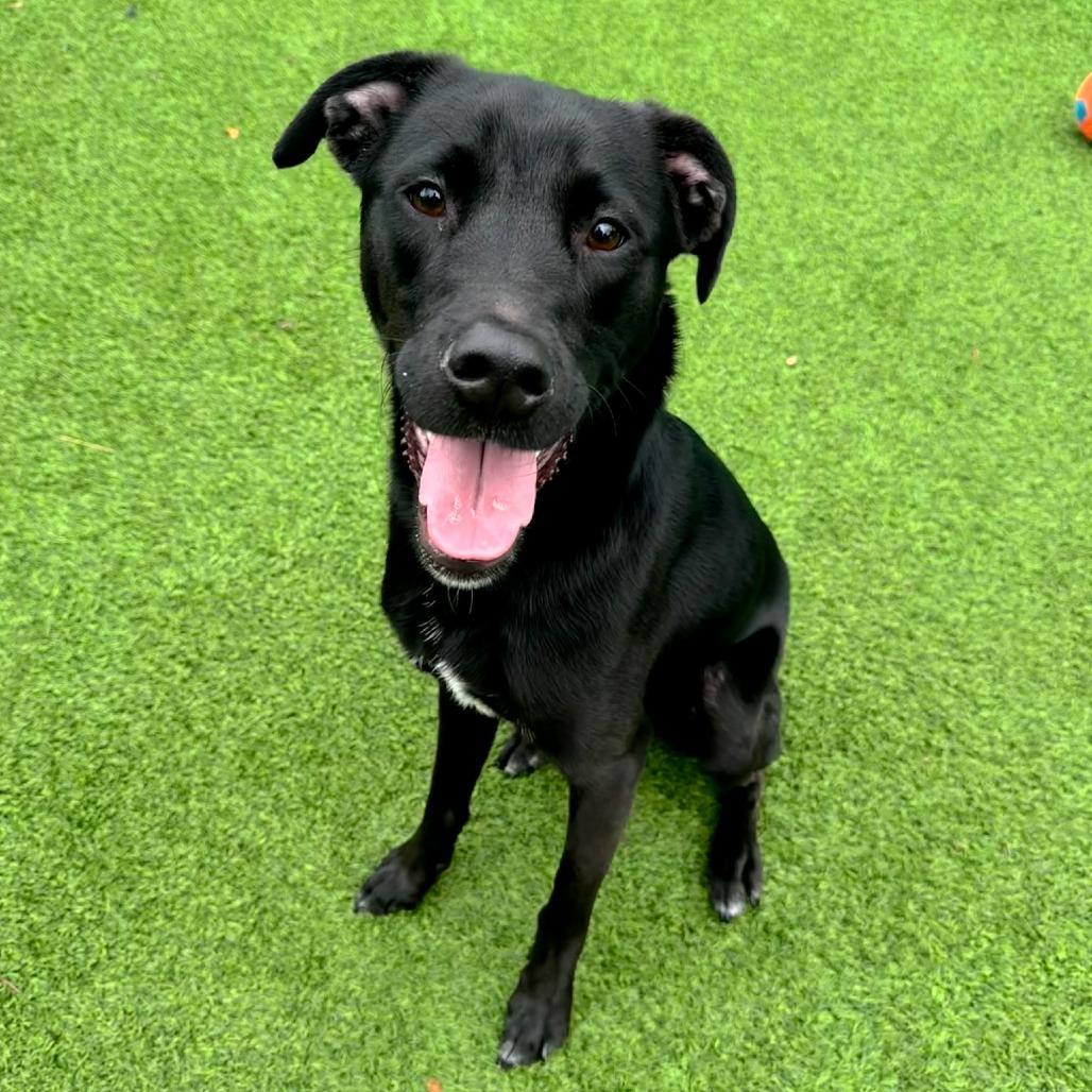 Enlarge Polaris, a Adoptable Mixed Breed in Naperville, IL image 1/1