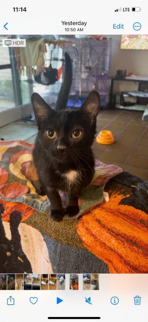 Enlarge Zelda, a Adoptable mixed breed in San Pedro, CA image 1/1