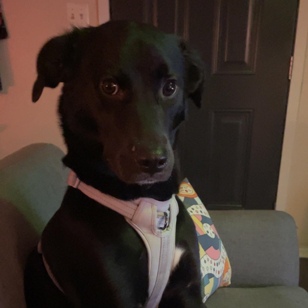 Marceline aka Marcy , Adoptable, Adult Female Black Labrador Retriever & Great Pyrenees.