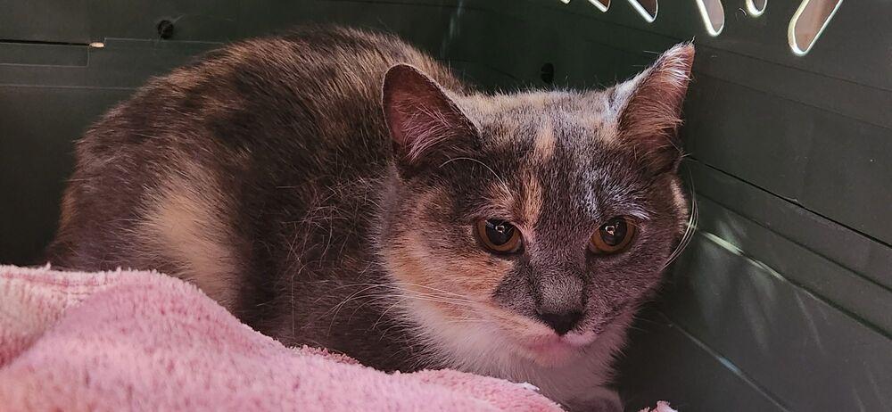 Yara *Featured at the Petco in Ellicott City, MD*, Adoptable, Adult Female Domestic Short Hair.