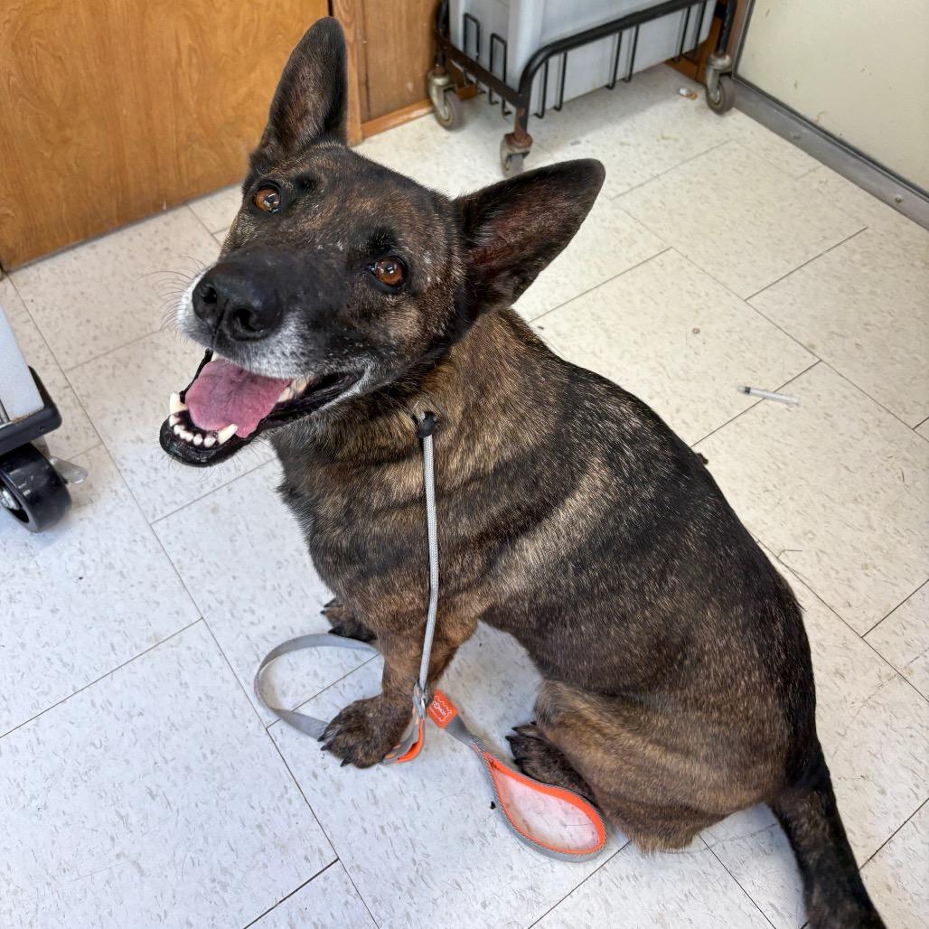 Enlarge Cadet Kelly, a Adoptable Mixed Breed in Columbiana, AL image 1/1