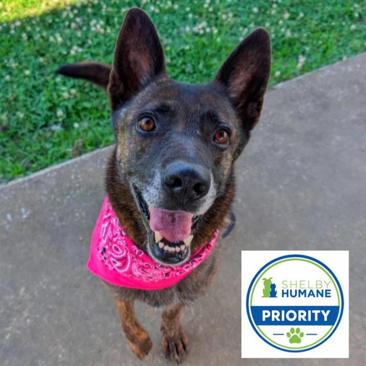 Cadet Kelly, a Adoptable Mixed Breed in Columbiana, AL image 2/6