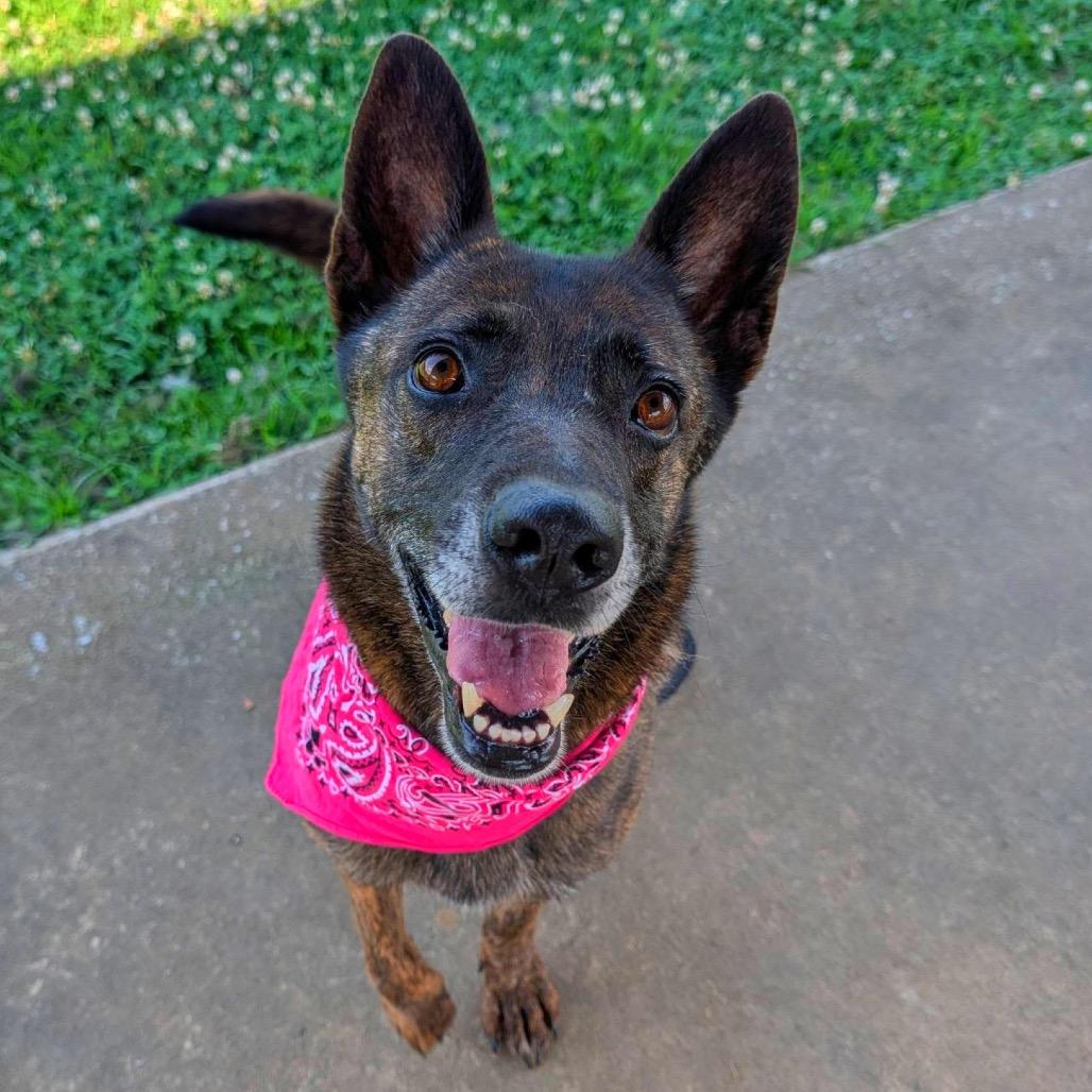 Enlarge Cadet Kelly *AVAILABLE IN FOSTER*, a Adoptable Mixed Breed in Columbiana, AL image 1/6