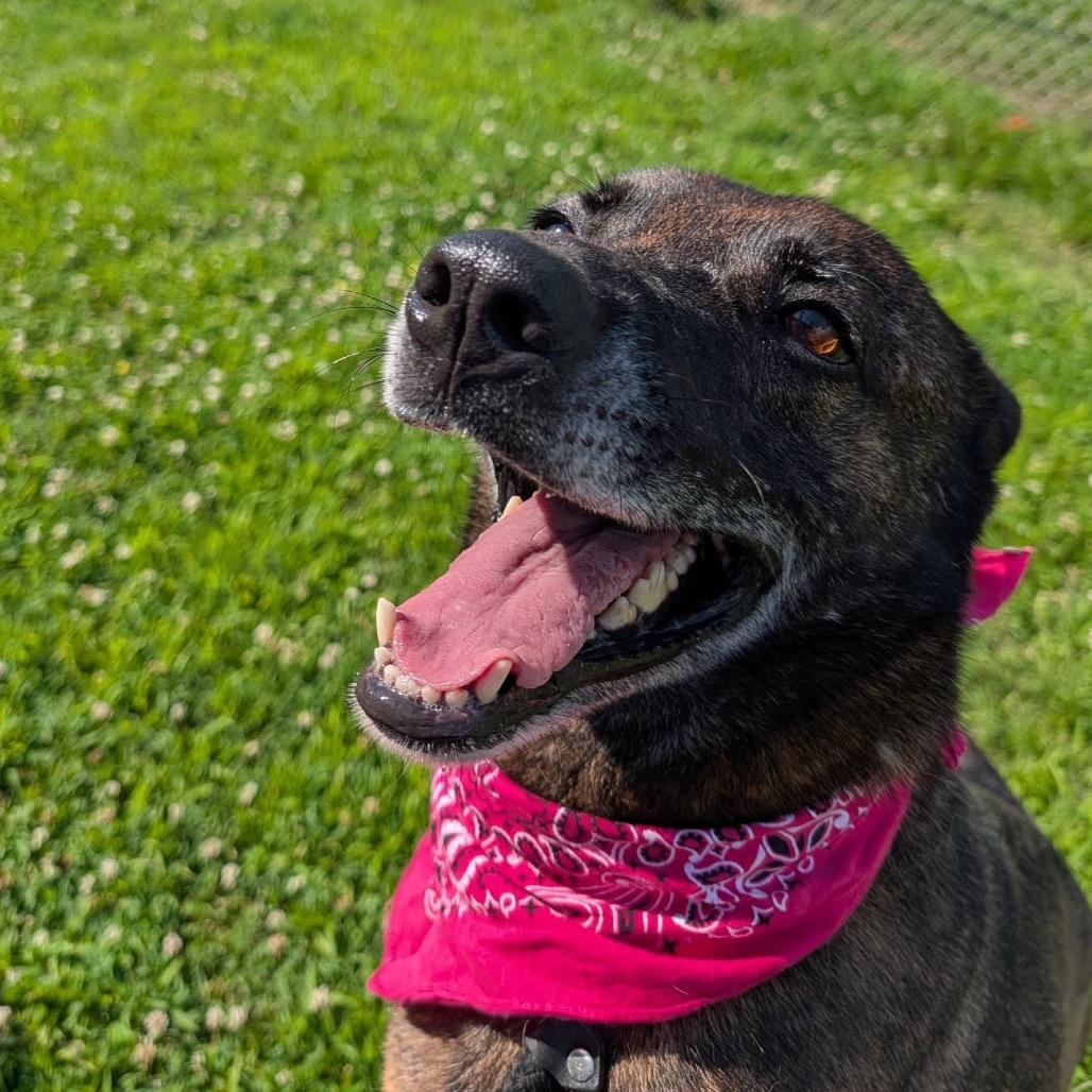 Cadet Kelly, a Adoptable Mixed Breed in Columbiana, AL image 3/6