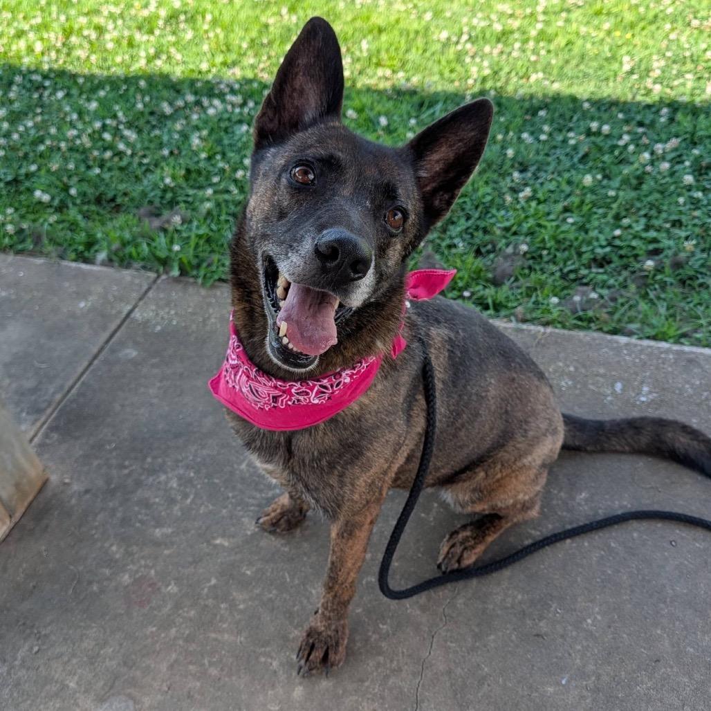 Cadet Kelly, a Adoptable Mixed Breed in Columbiana, AL image 4/6