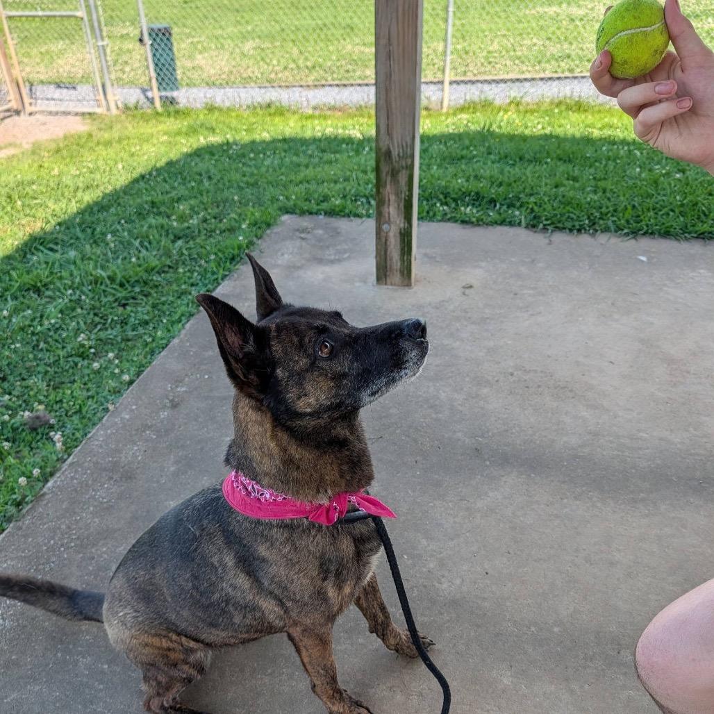 Enlarge Cadet Kelly *AVAILABLE IN FOSTER*, a Adoptable Mixed Breed in Columbiana, AL image 4/6