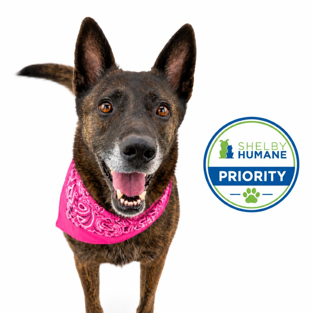 Cadet Kelly, a Adoptable Mixed Breed in Columbiana, AL image 4/5