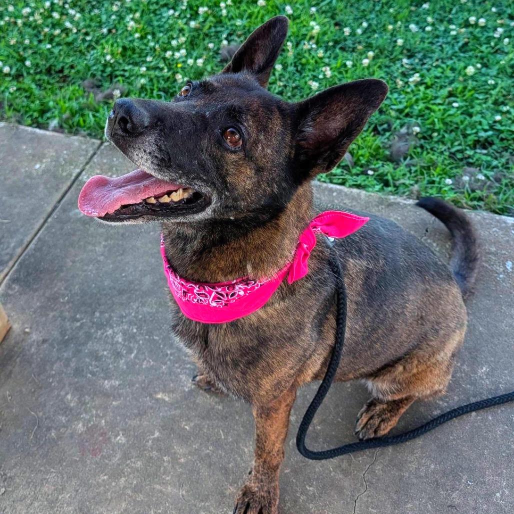 Cadet Kelly, a Adoptable Mixed Breed in Columbiana, AL image 5/6