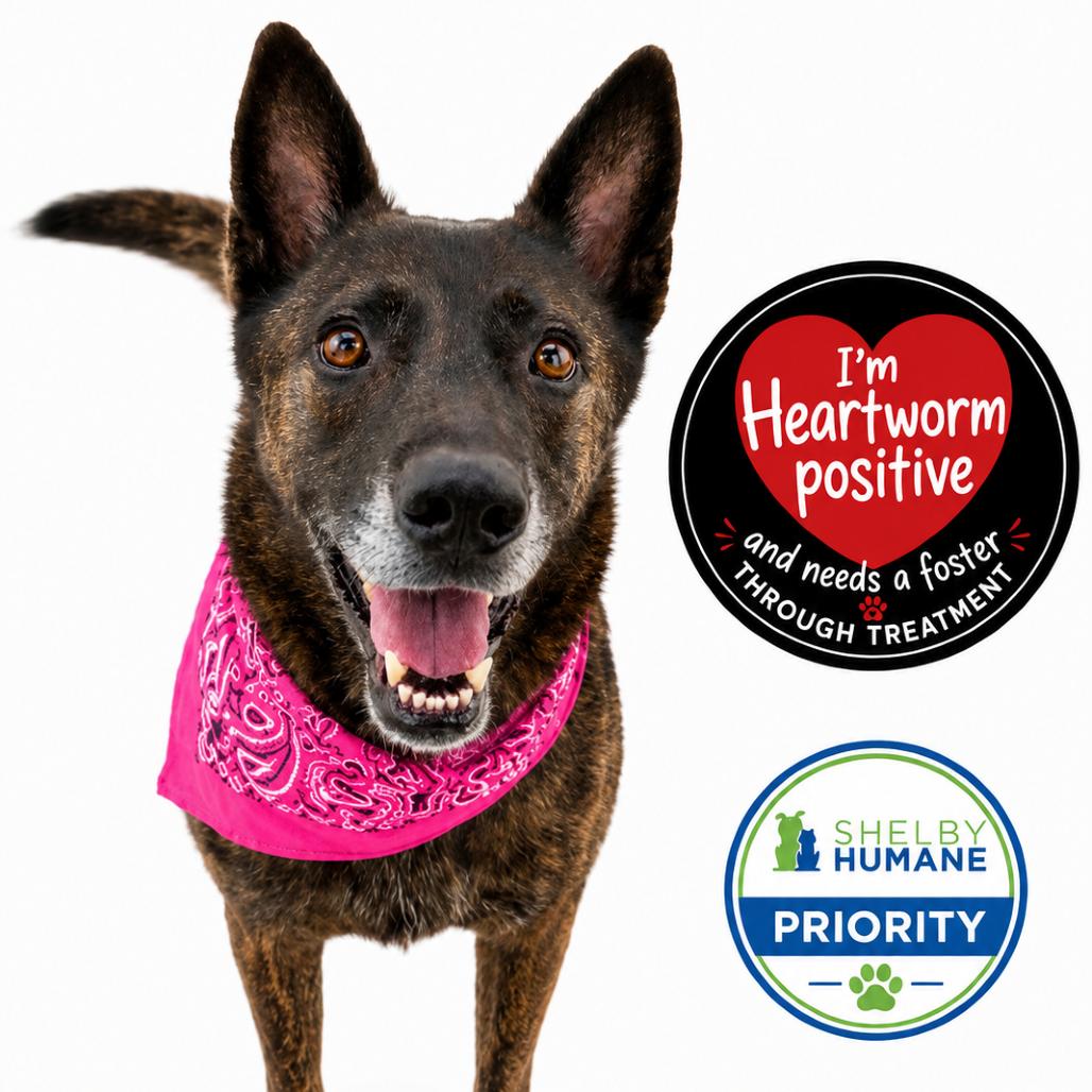 Enlarge Cadet Kelly(Foster for the Heat), a Adoptable Mixed Breed in Columbiana, AL image 5/6