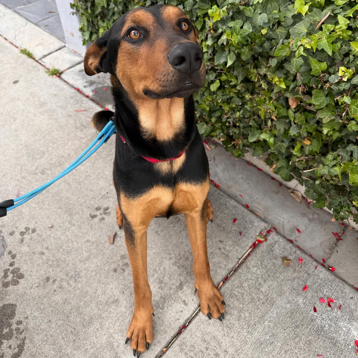 Turbo, Adoptable, Young Male German Shepherd Dog.