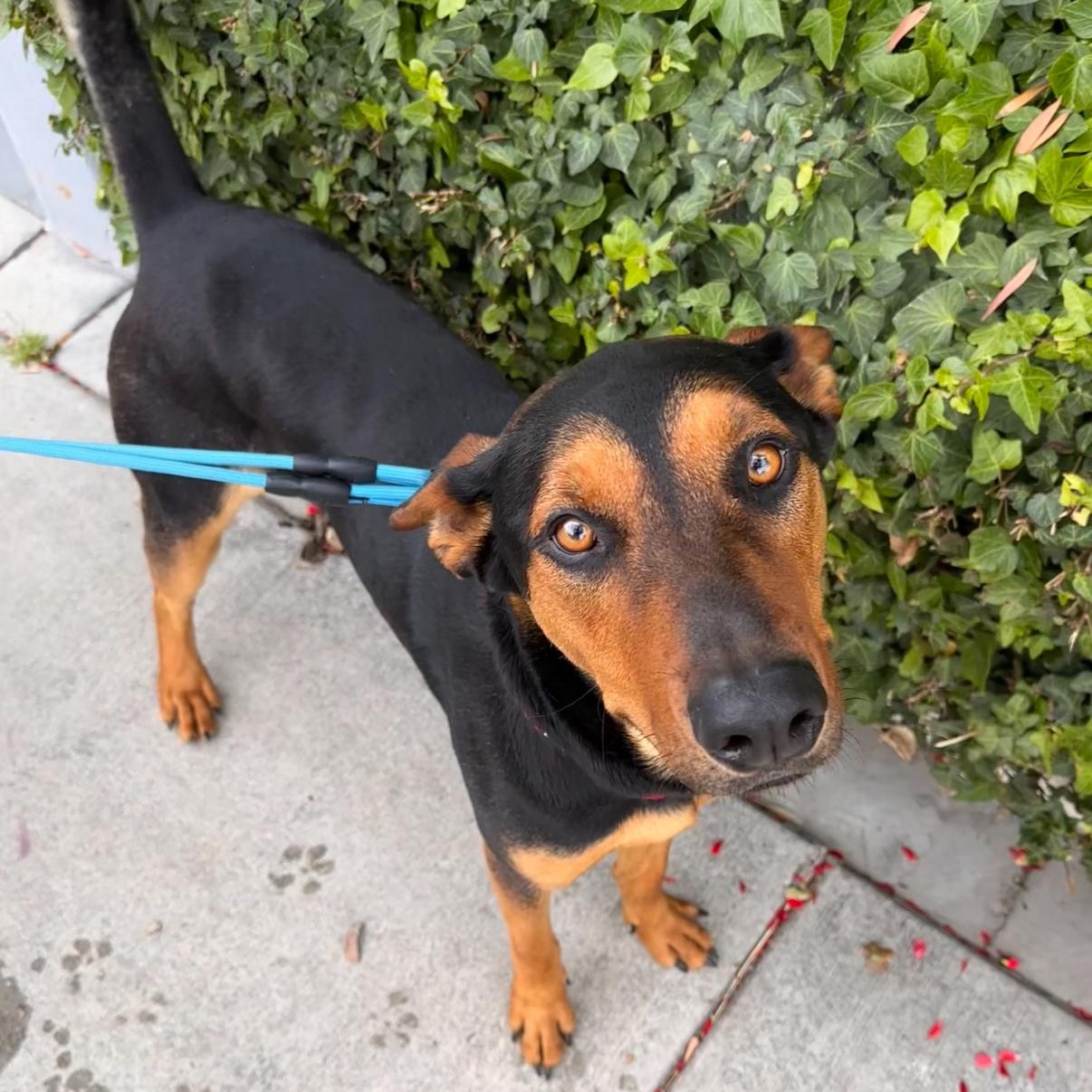 Turbo, Adoptable, Young Male German Shepherd Dog.