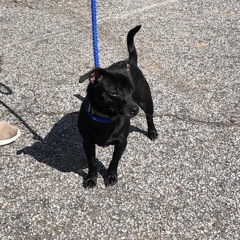 Enlarge Rudy, a ADOPTABLE mixed breed in Washington, GA image 4/5