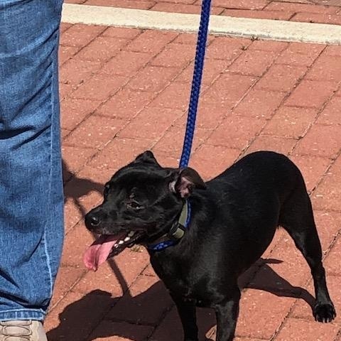 Enlarge Rudy, a ADOPTABLE mixed breed in Washington, GA image 3/5