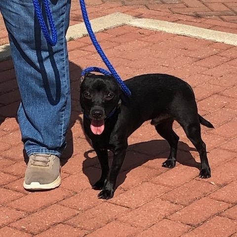 Enlarge Rudy, a ADOPTABLE mixed breed in Washington, GA image 2/5