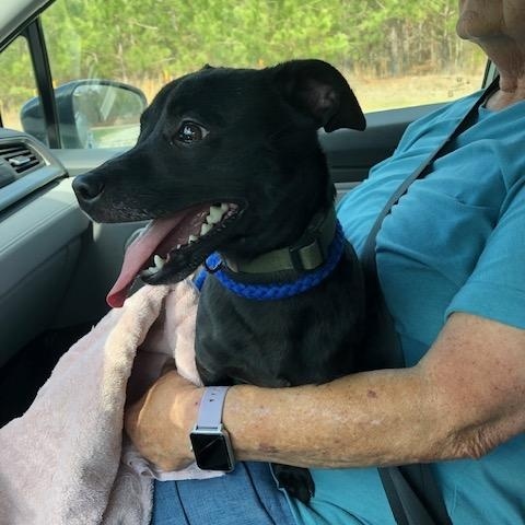 Enlarge Rudy, a ADOPTABLE mixed breed in Washington, GA image 1/5