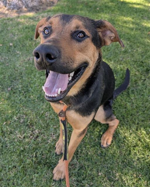 HOWL, Adoptable, Young Male Doberman Pinscher & Siberian Husky.