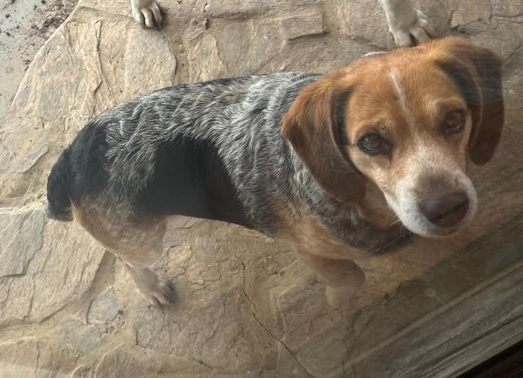 Enlarge Chuck Roast, a ADOPTABLE Beagle in Honeoye Falls, NY image 1/1