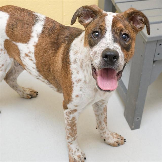 Enlarge CLEATUS, a Adoptable mixed breed in Cookeville, TN image 1/1
