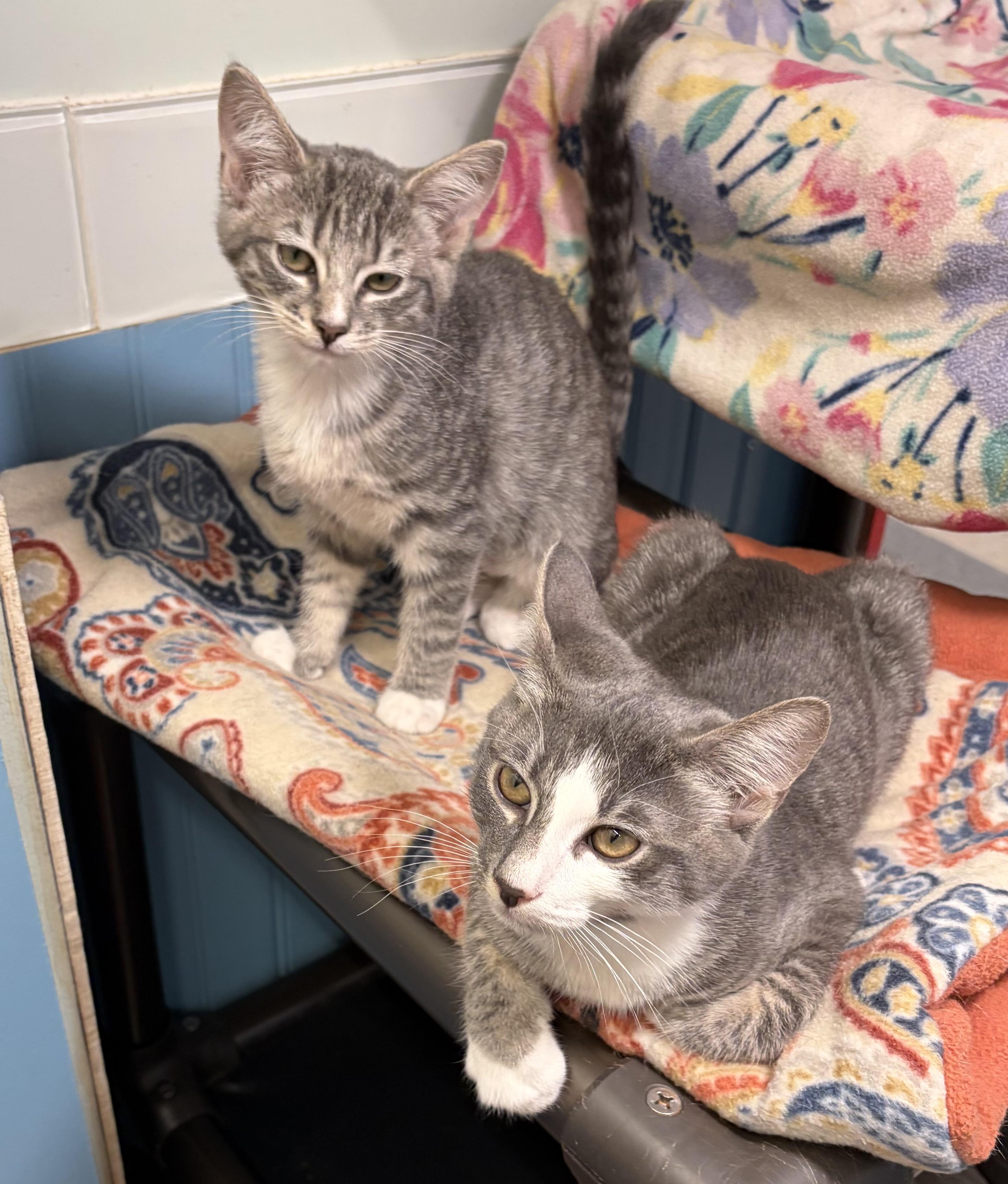 Enlarge Gus and Mica, a Adoptable mixed breed in Bothell, WA image 4/6