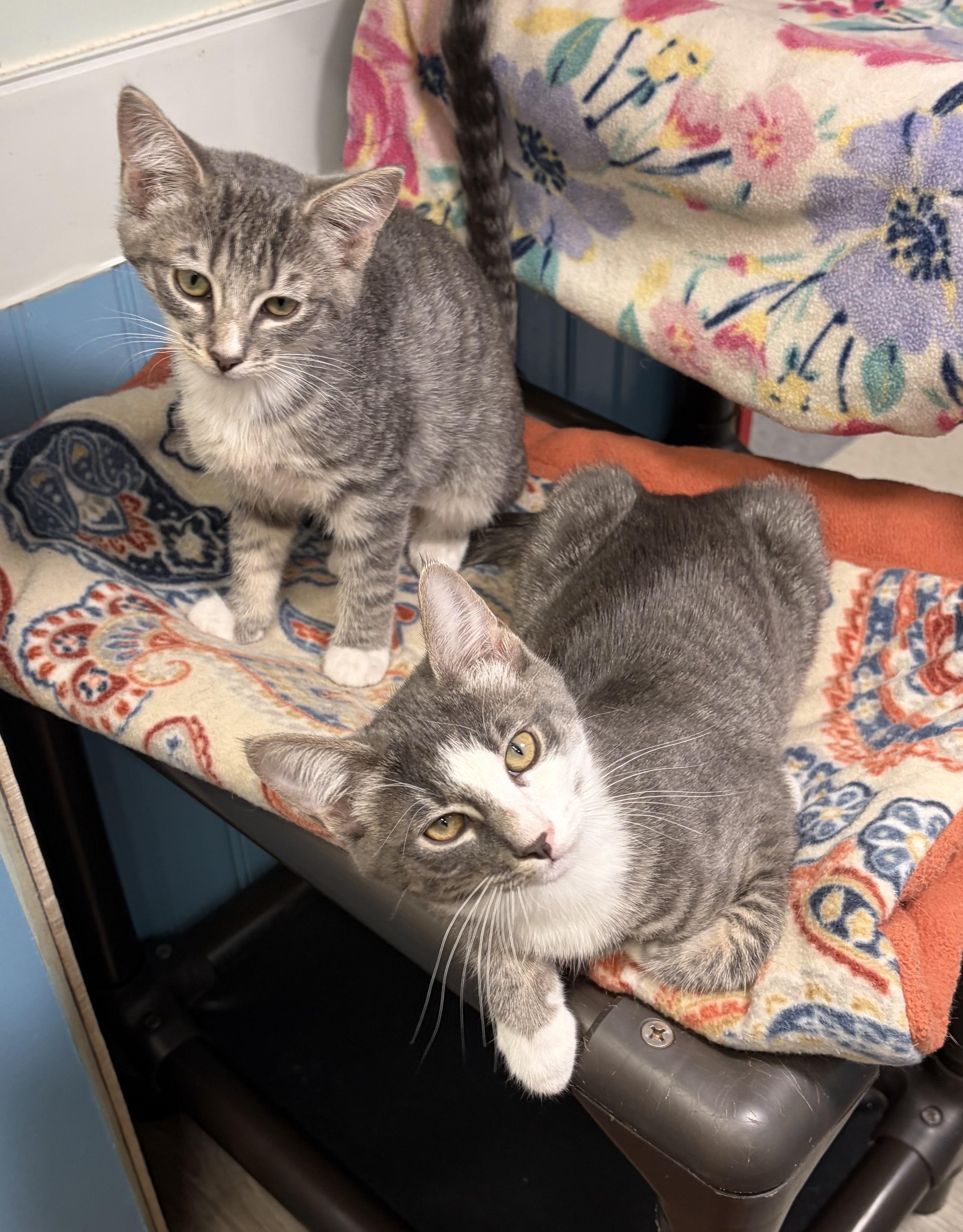 Enlarge Gus and Mica, a Adoptable mixed breed in Bothell, WA image 2/6
