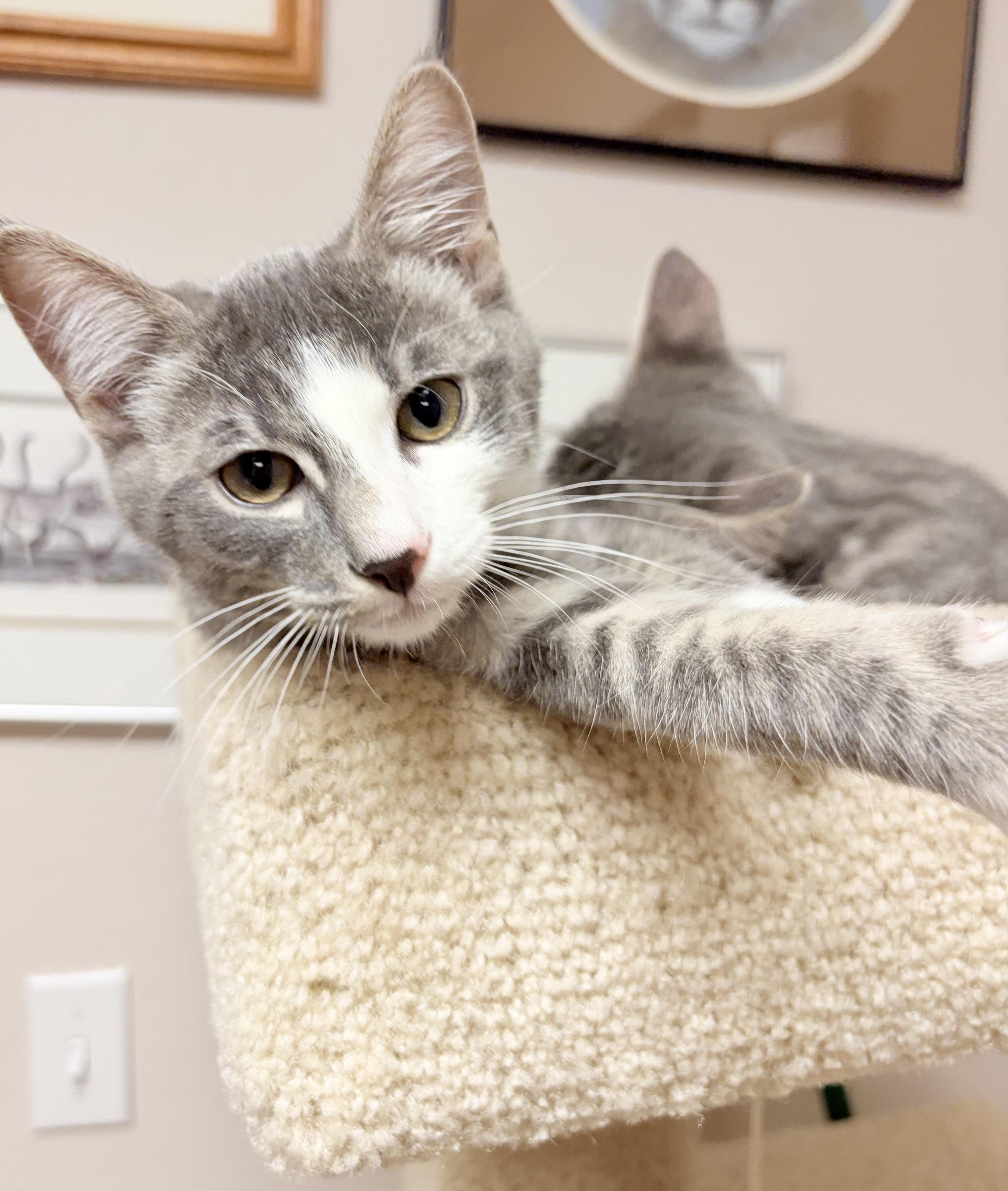 Gus and Mica, Adoptable, Kitten Male Domestic Short Hair & Tabby.