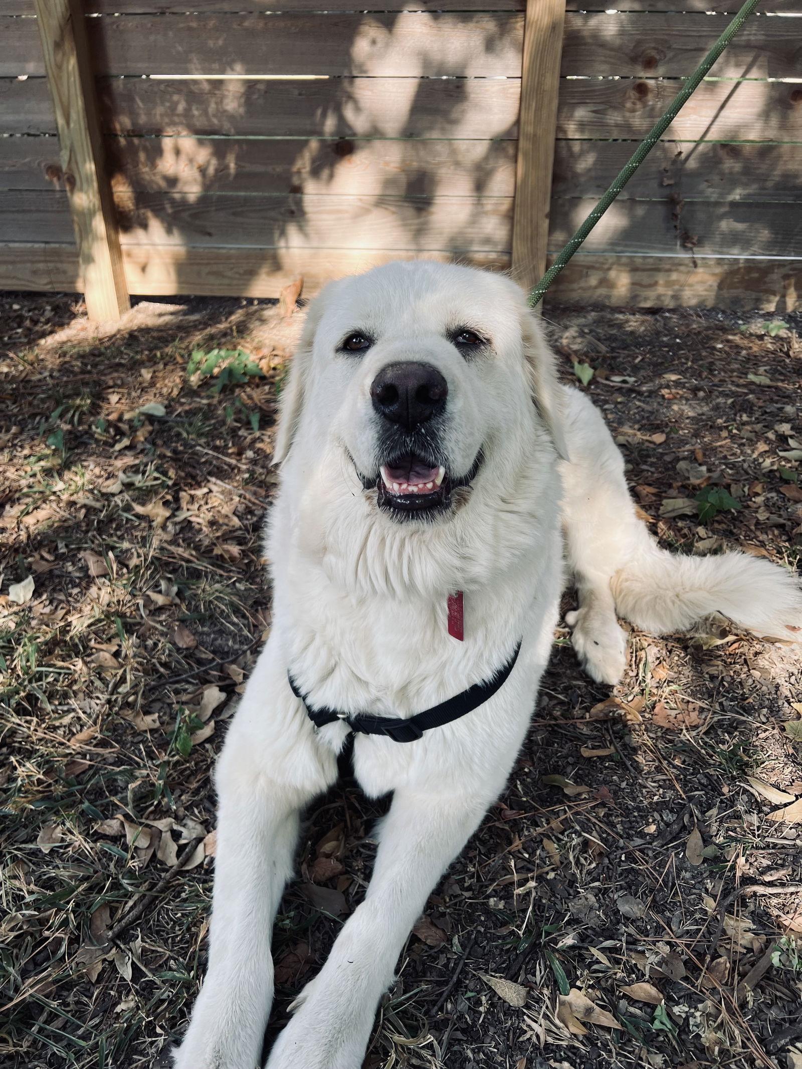 Mora, a ADOPTABLE Great Pyrenees in Minneapolis, MN image 5/6