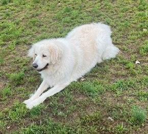 Enlarge Mora, a ADOPTABLE Great Pyrenees in Minneapolis, MN image 6/6