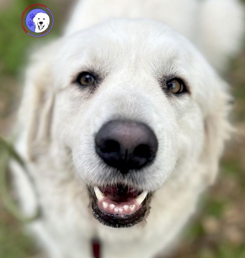 Mora, ADOPTABLE, Adult Female Great Pyrenees.