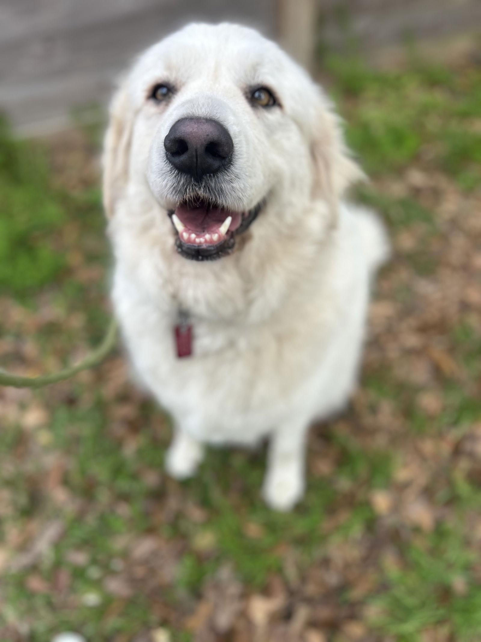 Mora, a ADOPTABLE Great Pyrenees in Minneapolis, MN image 2/6