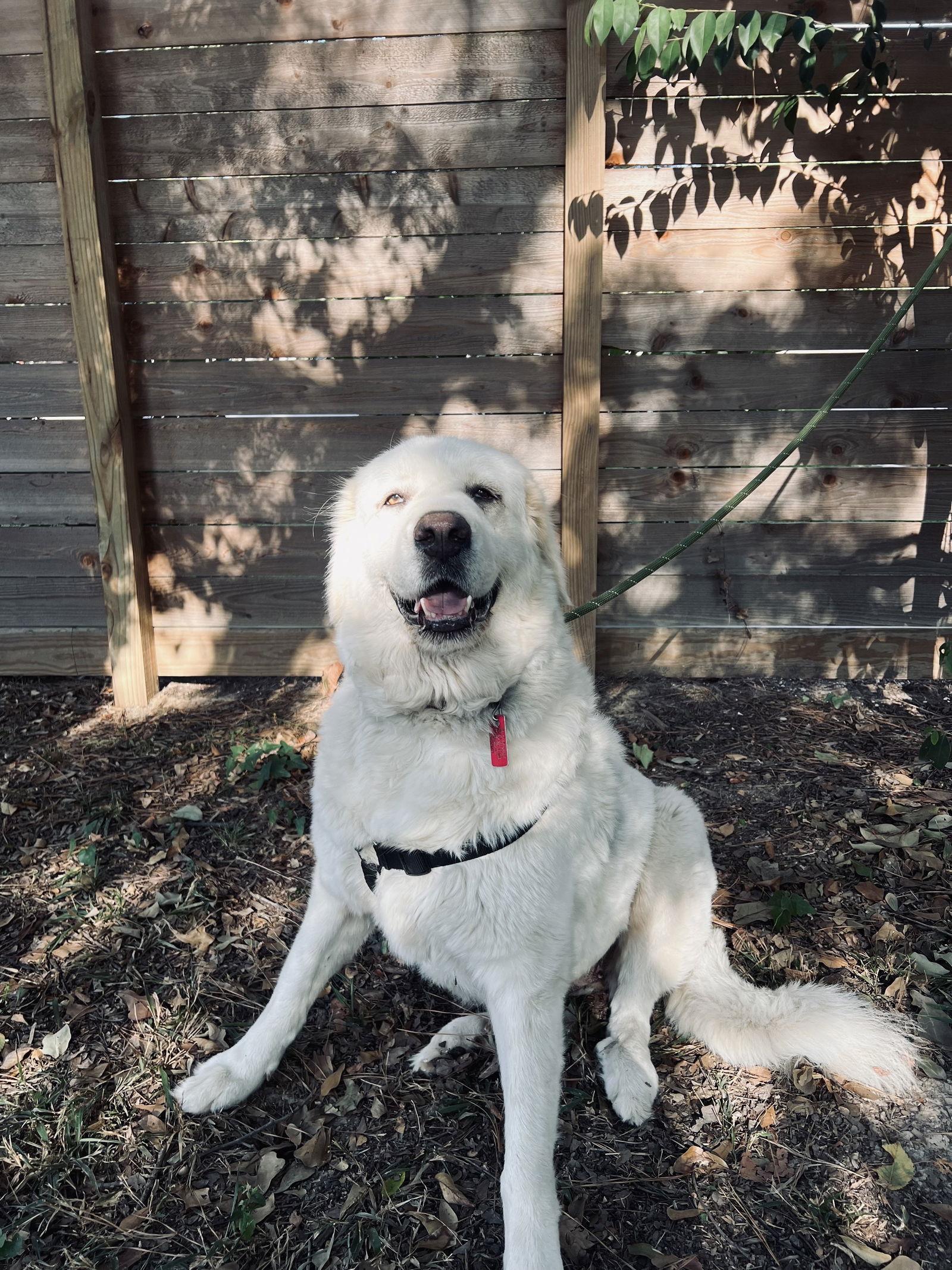 Mora, a ADOPTABLE Great Pyrenees in Minneapolis, MN image 4/6
