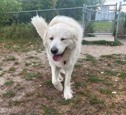 Enlarge Mora, a ADOPTABLE Great Pyrenees in Minneapolis, MN image 3/6