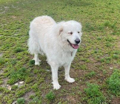 Enlarge Mora, a ADOPTABLE Great Pyrenees in Minneapolis, MN image 5/6