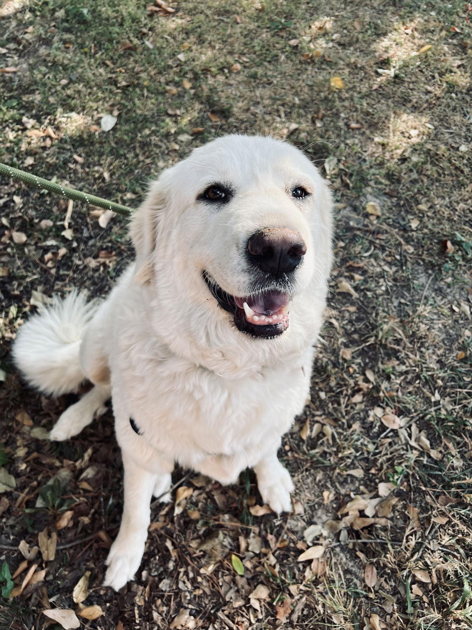 Mora, a ADOPTABLE Great Pyrenees in Minneapolis, MN image 3/6