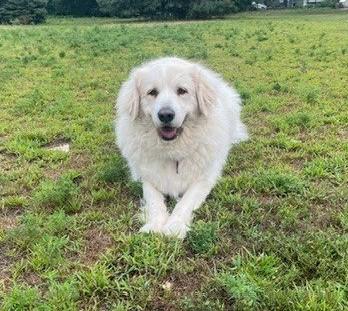 Enlarge Mora, a ADOPTABLE Great Pyrenees in Minneapolis, MN image 4/6