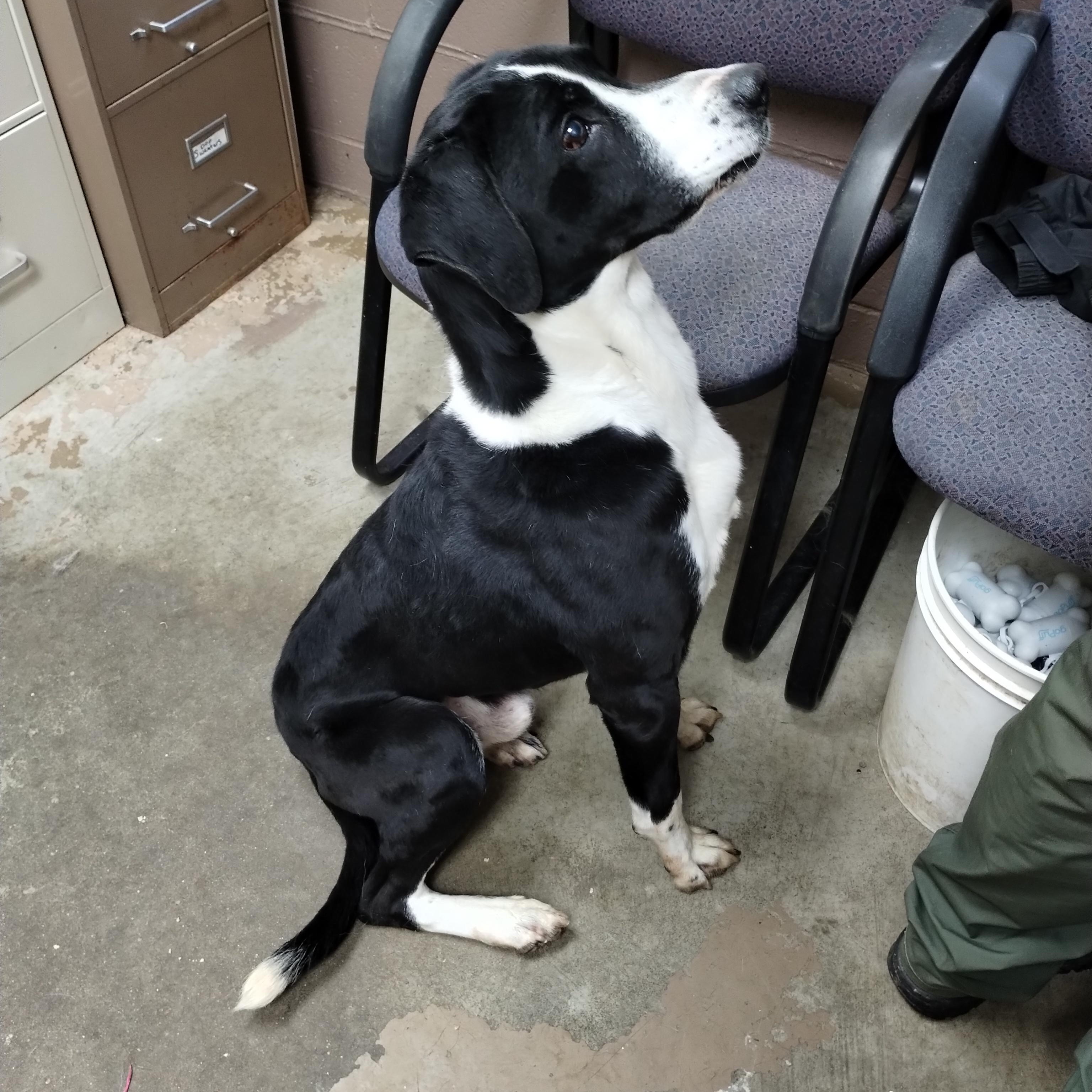 Enlarge 25-155 Available 10-29-25, an adopted mixed breed in Carrollton, OH image 2/3