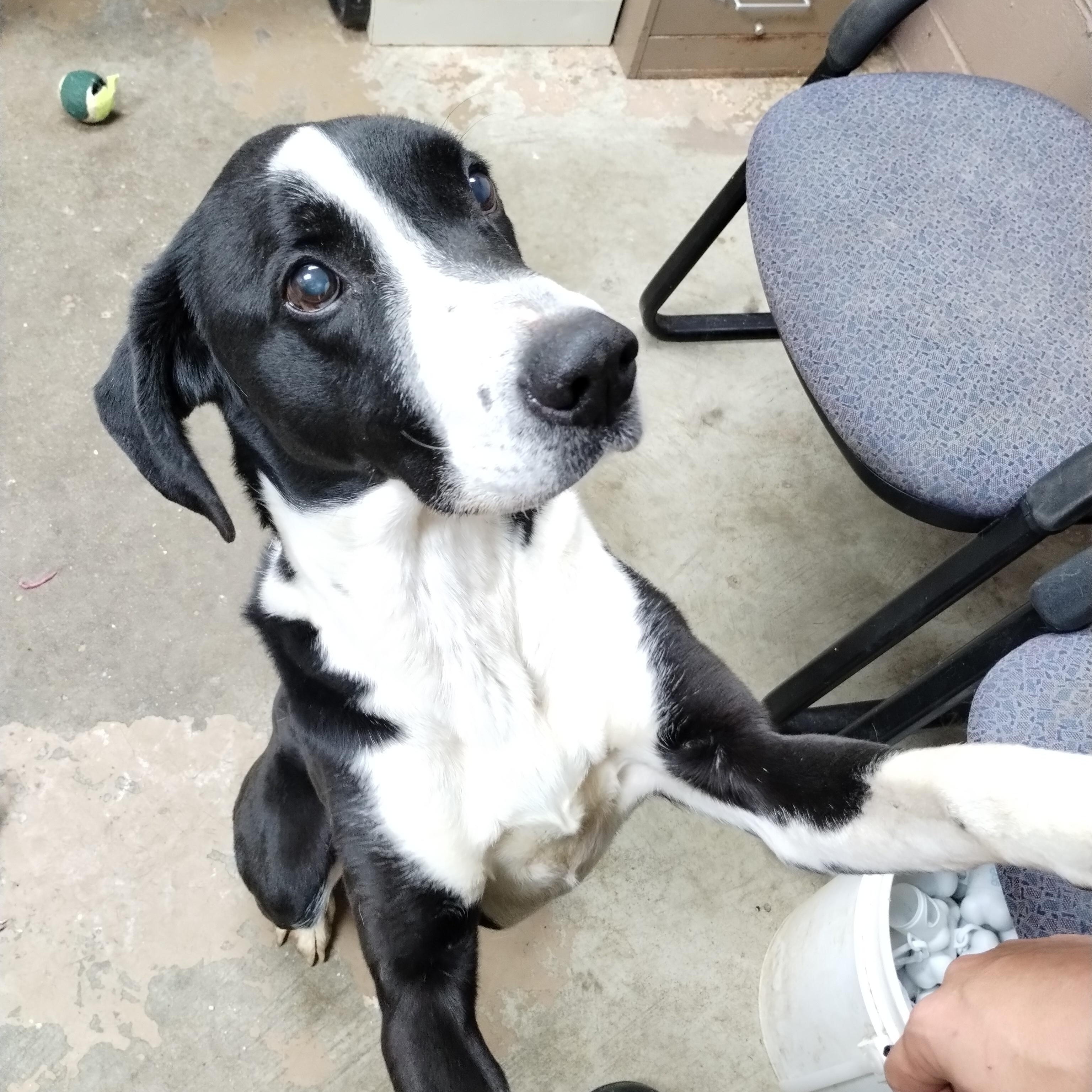 Enlarge 25-155 Available 10-29-25, an adopted mixed breed in Carrollton, OH image 1/3