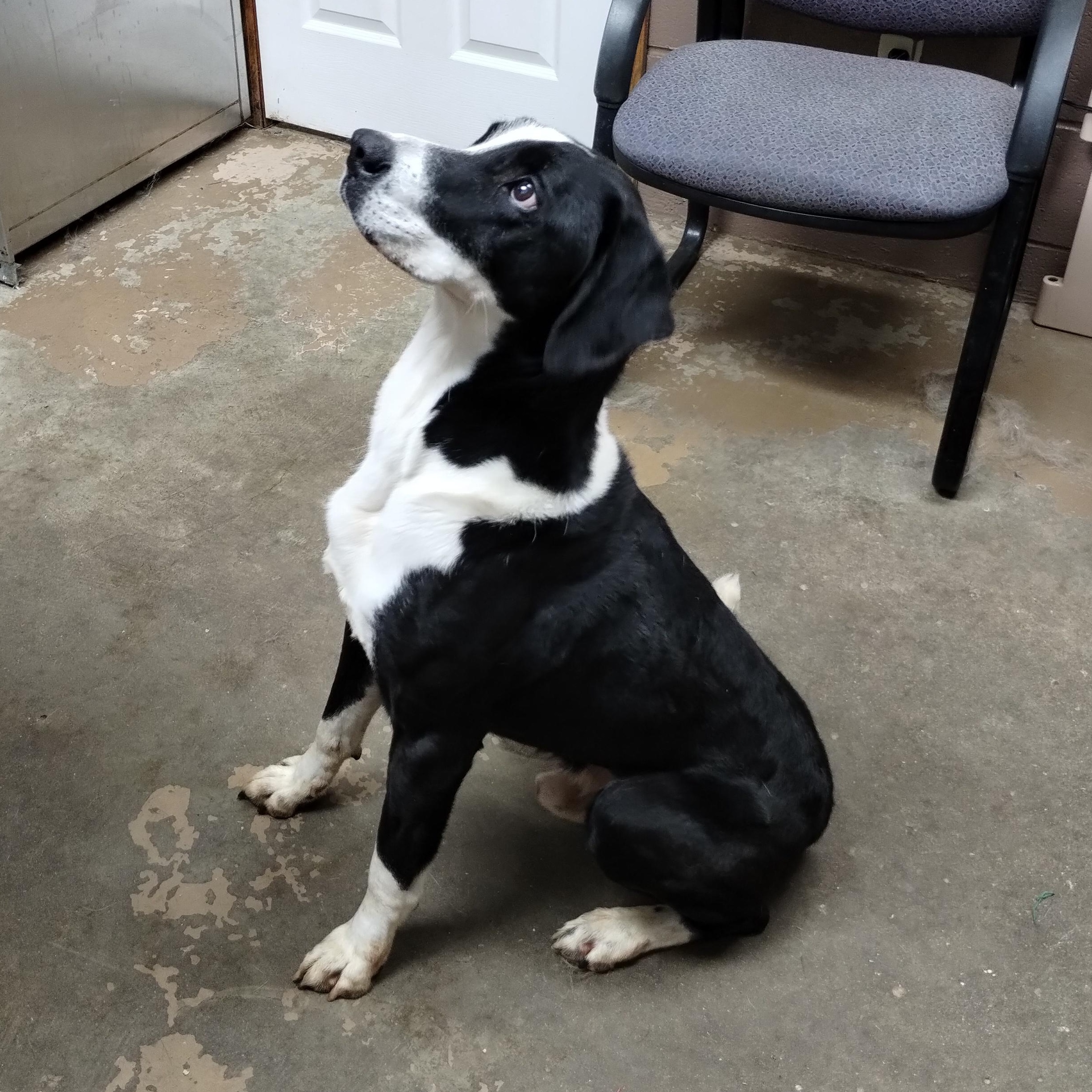 Enlarge 25-155 Available 10-29-25, an adopted mixed breed in Carrollton, OH image 3/3