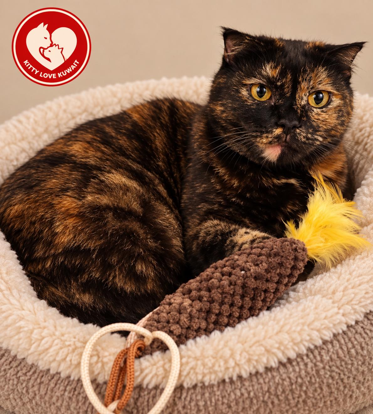 Delilah, Adoptable, Adult Female Scottish Fold.