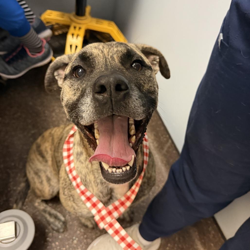 Miracle, a Adoptable Mixed Breed in Columbus, GA image 1/3