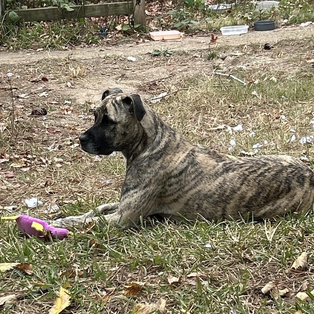Miracle, a Adoptable Mixed Breed in Columbus, GA image 2/3