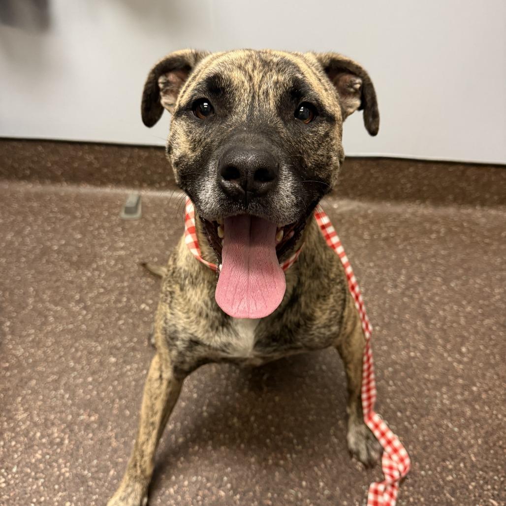 Miracle, a Adoptable Mixed Breed in Columbus, GA image 3/3